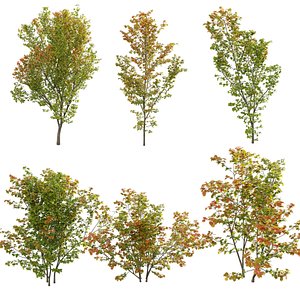 3D Acer circinatum model