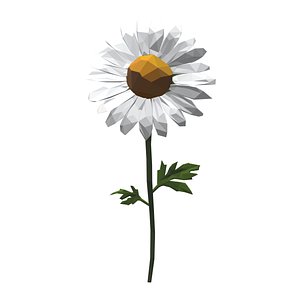 3D Daisy - low poly