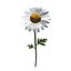 Daisy - low poly