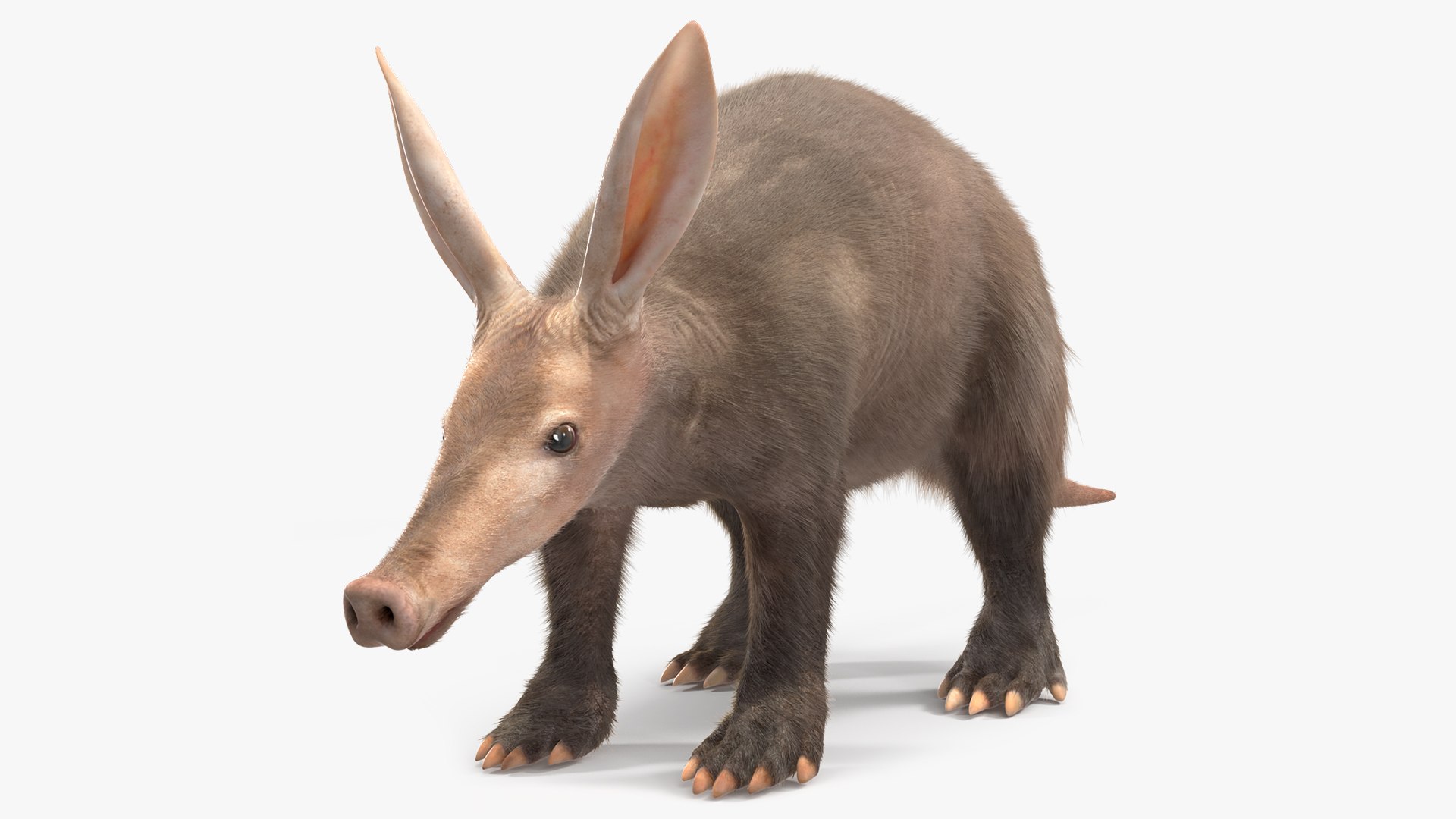 Orycteropus Afer Basic Pose Fur 3D model preview