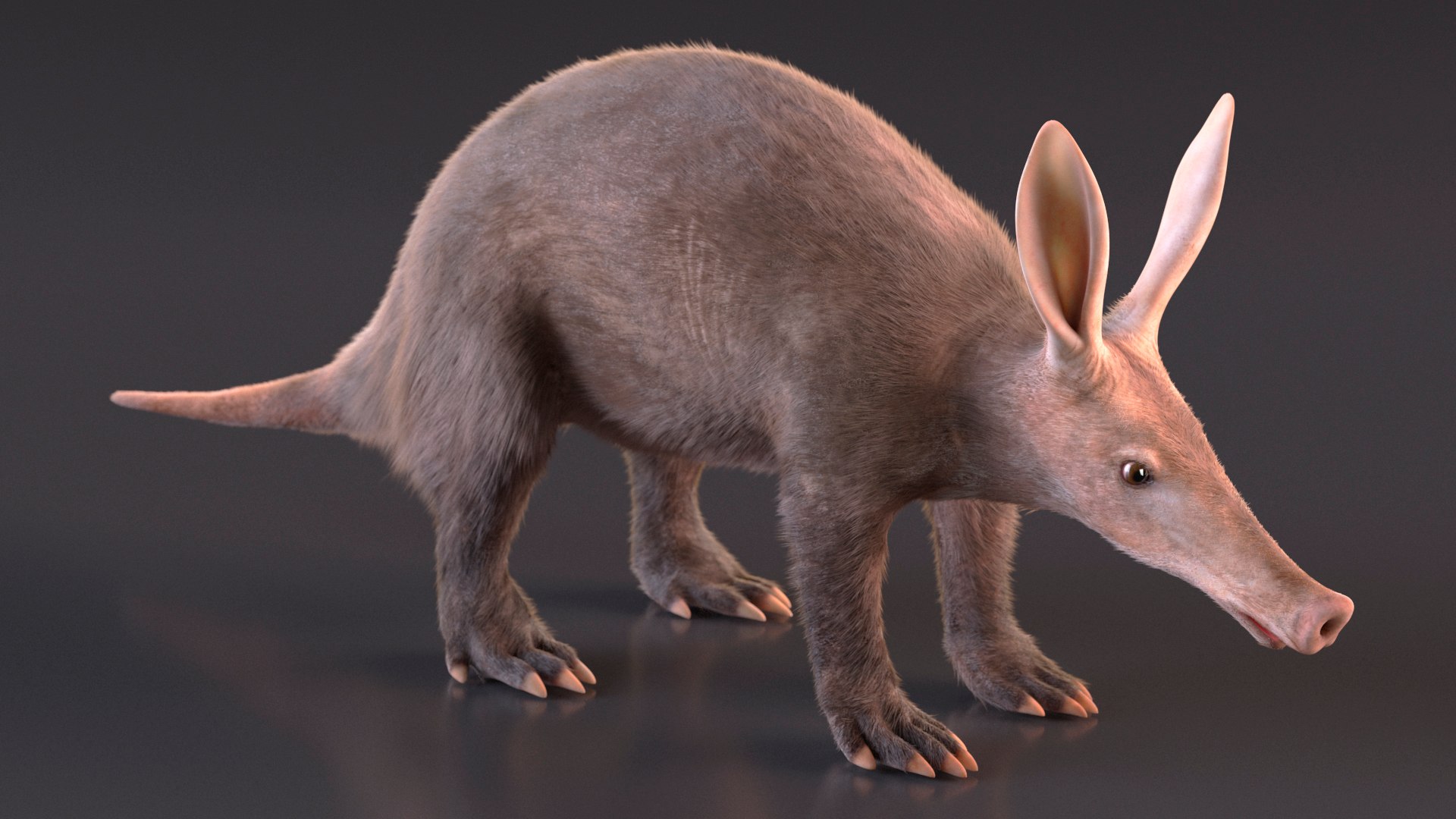 Orycteropus Afer Basic Pose Fur 3D Model - TurboSquid 2212785