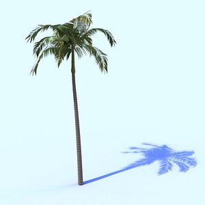 3D model bangalow palm tree