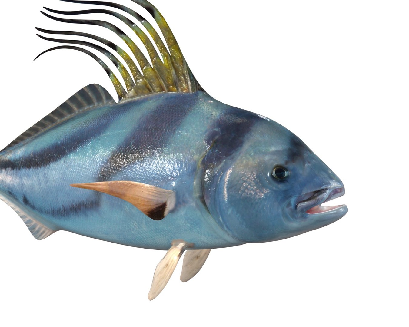 Fish Model - TurboSquid 1551918