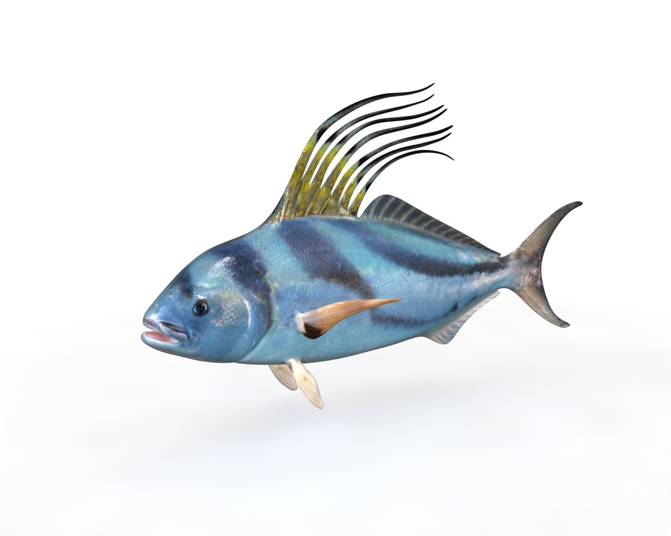 Fish Model - TurboSquid 1551918