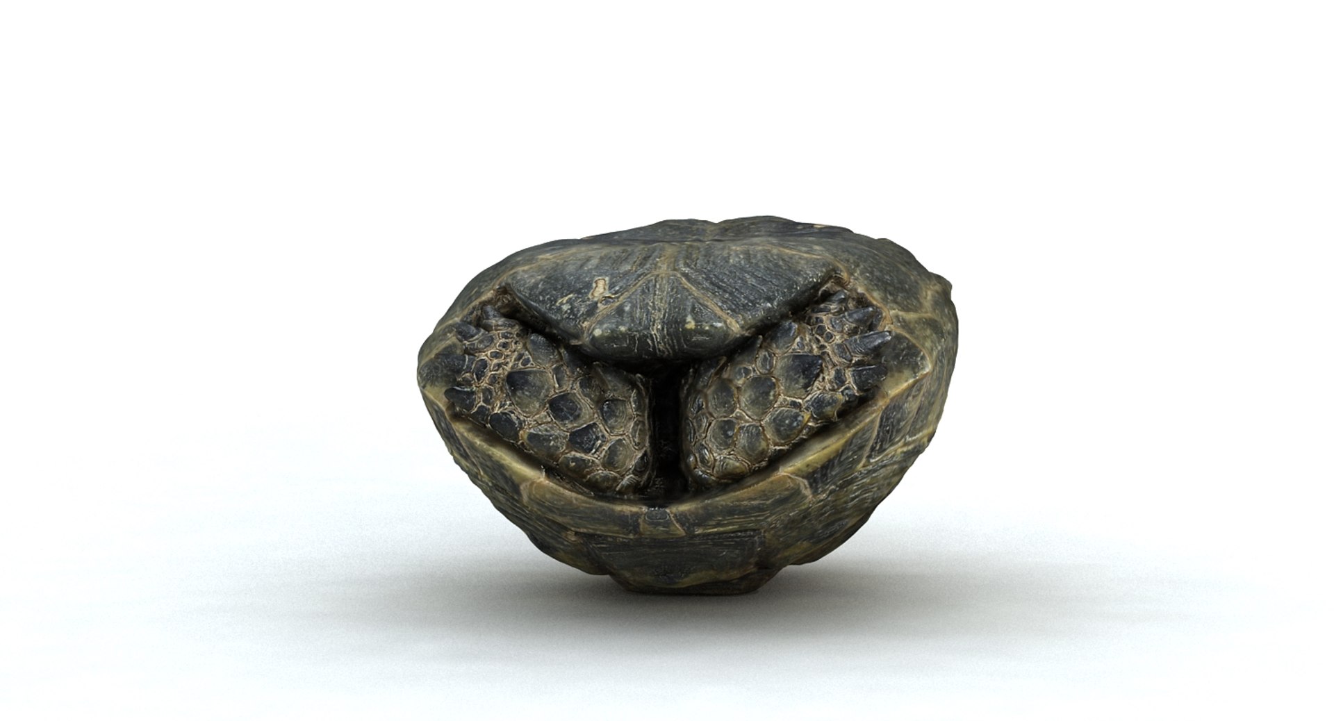 3d model of turtle shell https://p.turbosquid.com/ts-thumb/on/6FCAHl/075KBtsu/3/jpg/1454687330/1920x1080/fit_q87/36f6ecb1964a23d59ce140da8149b2c4e3fd2dfd/3.jpg