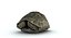 Turtle Shell