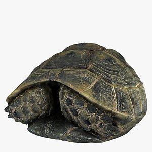 Turtle Shell