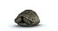 Turtle Shell