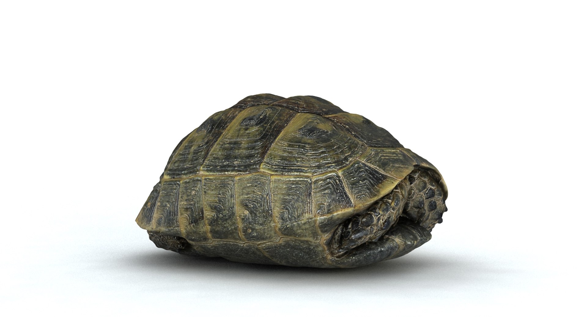 3d model of turtle shell https://p.turbosquid.com/ts-thumb/on/6FCAHl/iOJ3t0nB/turtleshell_camera001_thumbnail_10034/jpg/1454687279/1920x1080/fit_q87/6ec4023b8486b85efc4230def8c8f73e1822e5dd/turtleshell_camera001_thumbnail_10034.jpg