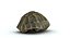 Turtle Shell