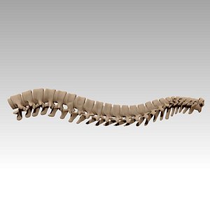 lumbar spine 3D