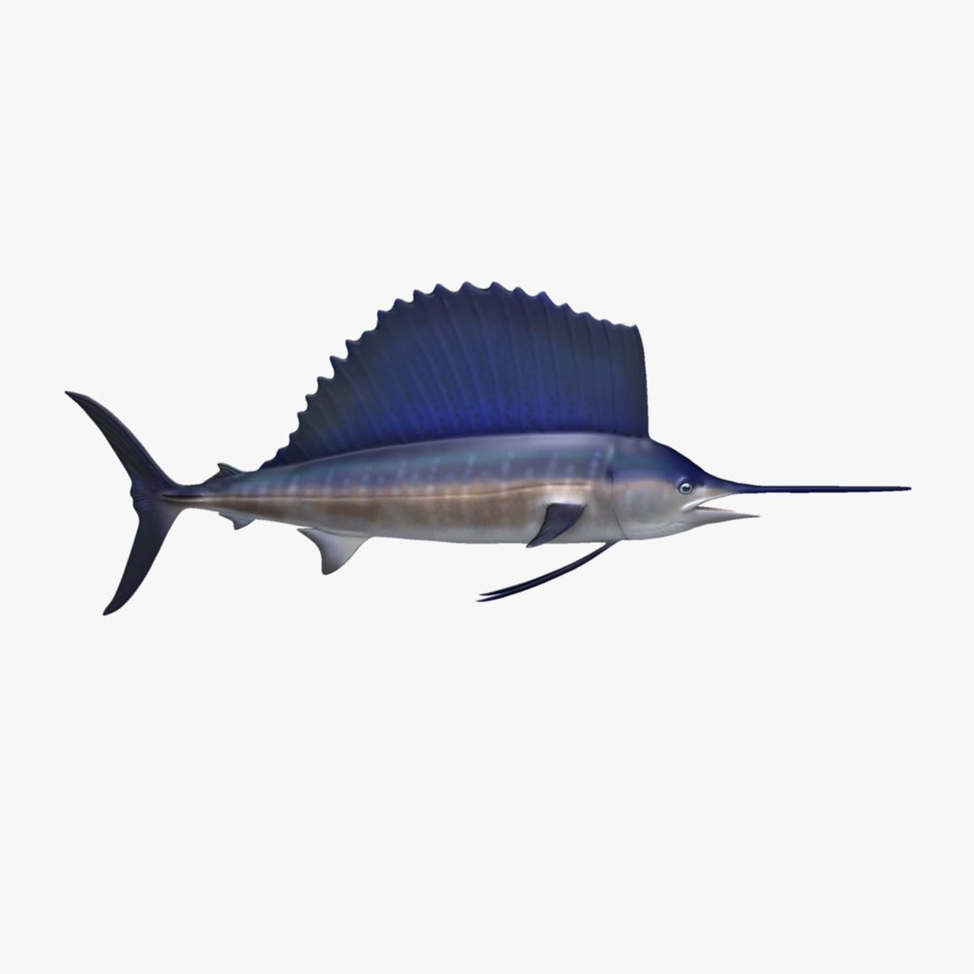 3D model big marlin tuna https://p.turbosquid.com/ts-thumb/on/ItcFXm/2JfGWzmX/sailfish9/jpg/1531691024/1920x1080/fit_q87/6b3111661fc7ab11b0c5563affdf60d8605261fc/sailfish9.jpg
