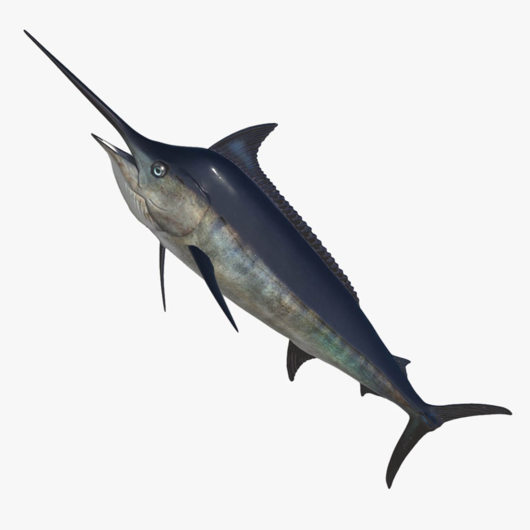 3D model big marlin tuna https://p.turbosquid.com/ts-thumb/on/ItcFXm/37INh9ba/marlin7/jpg/1531690449/1920x1080/fit_q87/804af08db909004368c4a2ccc6659857a26a767e/marlin7.jpg