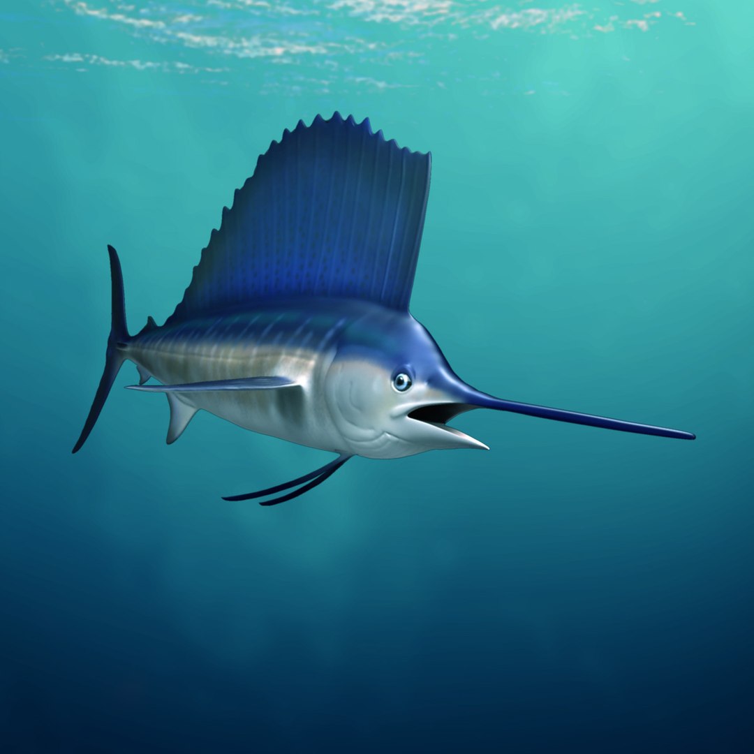 3D model big marlin tuna https://p.turbosquid.com/ts-thumb/on/ItcFXm/3tMmUNKa/sailfish_water1/jpg/1531690955/1920x1080/fit_q87/564d1f086e553e6b829a398f04402697abe87d26/sailfish_water1.jpg