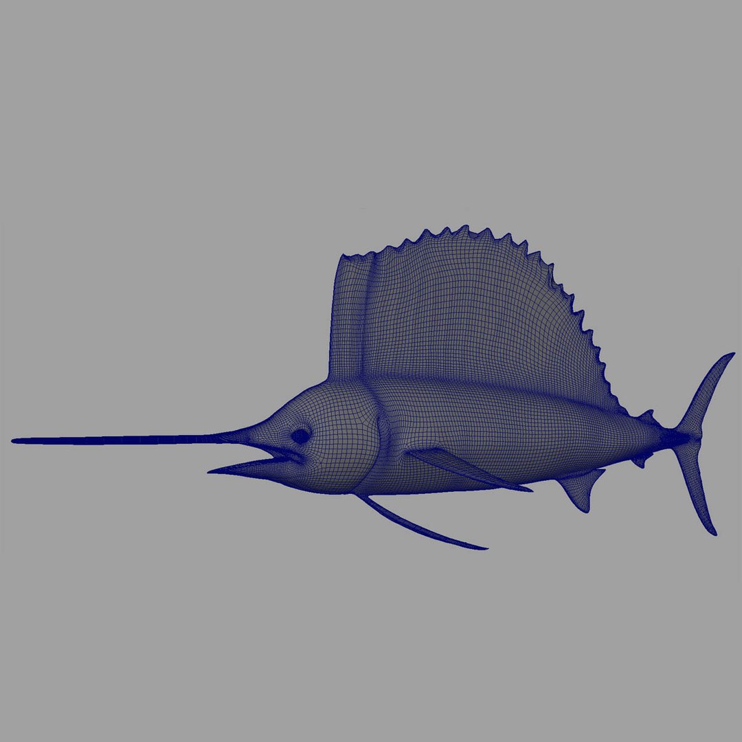3D model big marlin tuna https://p.turbosquid.com/ts-thumb/on/ItcFXm/7P0PwyHi/sailfish_wire/jpg/1531691053/1920x1080/fit_q87/c203cc1516e76792e9d726e45a192897a944ea26/sailfish_wire.jpg