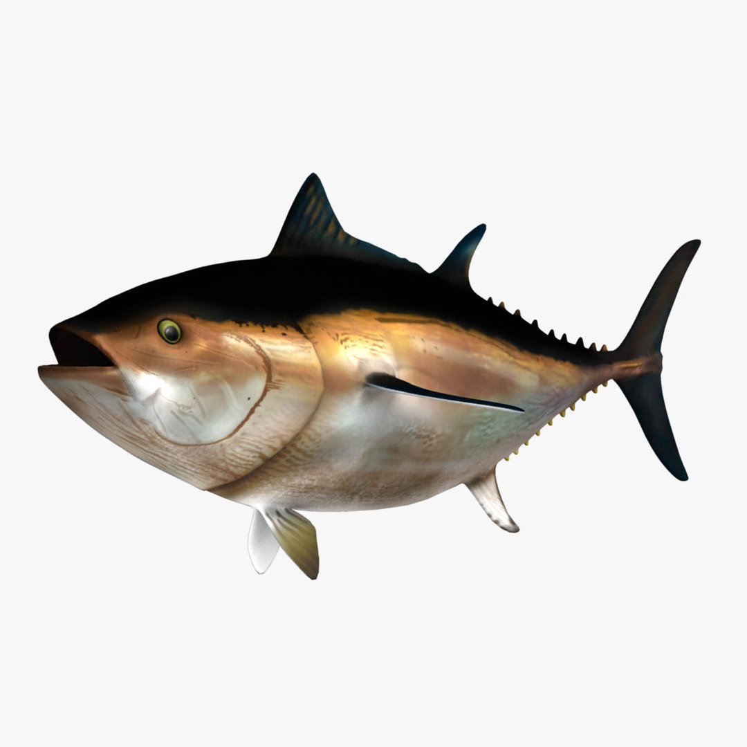 3D model big marlin tuna https://p.turbosquid.com/ts-thumb/on/ItcFXm/HA31k6Uv/bluefin8/jpg/1531691670/1920x1080/fit_q87/3a3236062ff5f22e106c184bbe5d51fa22c6ec9d/bluefin8.jpg