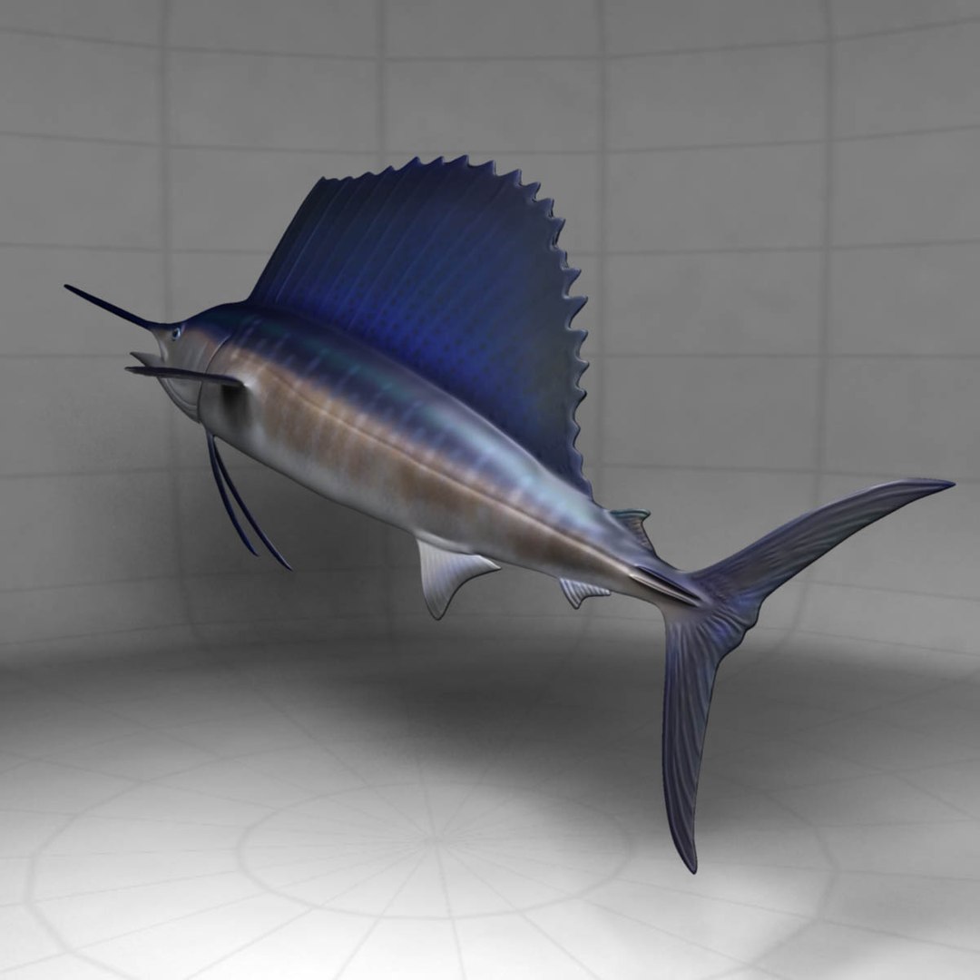 3D model big marlin tuna https://p.turbosquid.com/ts-thumb/on/ItcFXm/JzVn8JEj/sailfish7/jpg/1531690925/1920x1080/fit_q87/23db619e8b32e4abfca5c8308244aca373cd83c5/sailfish7.jpg