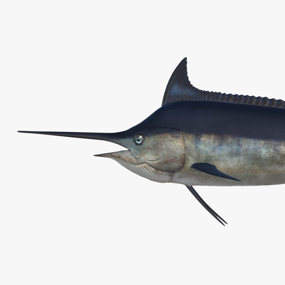 3D model big marlin tuna https://p.turbosquid.com/ts-thumb/on/ItcFXm/Kh3pU7XE/marlin10/jpg/1531690527/1920x1080/fit_q87/3bb011cb3c8449f180405e10ee070b772080fbd8/marlin10.jpg