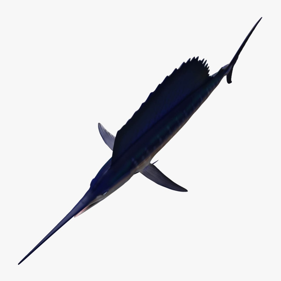 3D model big marlin tuna https://p.turbosquid.com/ts-thumb/on/ItcFXm/PkZTeRBh/sailfish3/jpg/1531690849/1920x1080/fit_q87/3134be6df087022aef2749a3cd62206c3dd34946/sailfish3.jpg