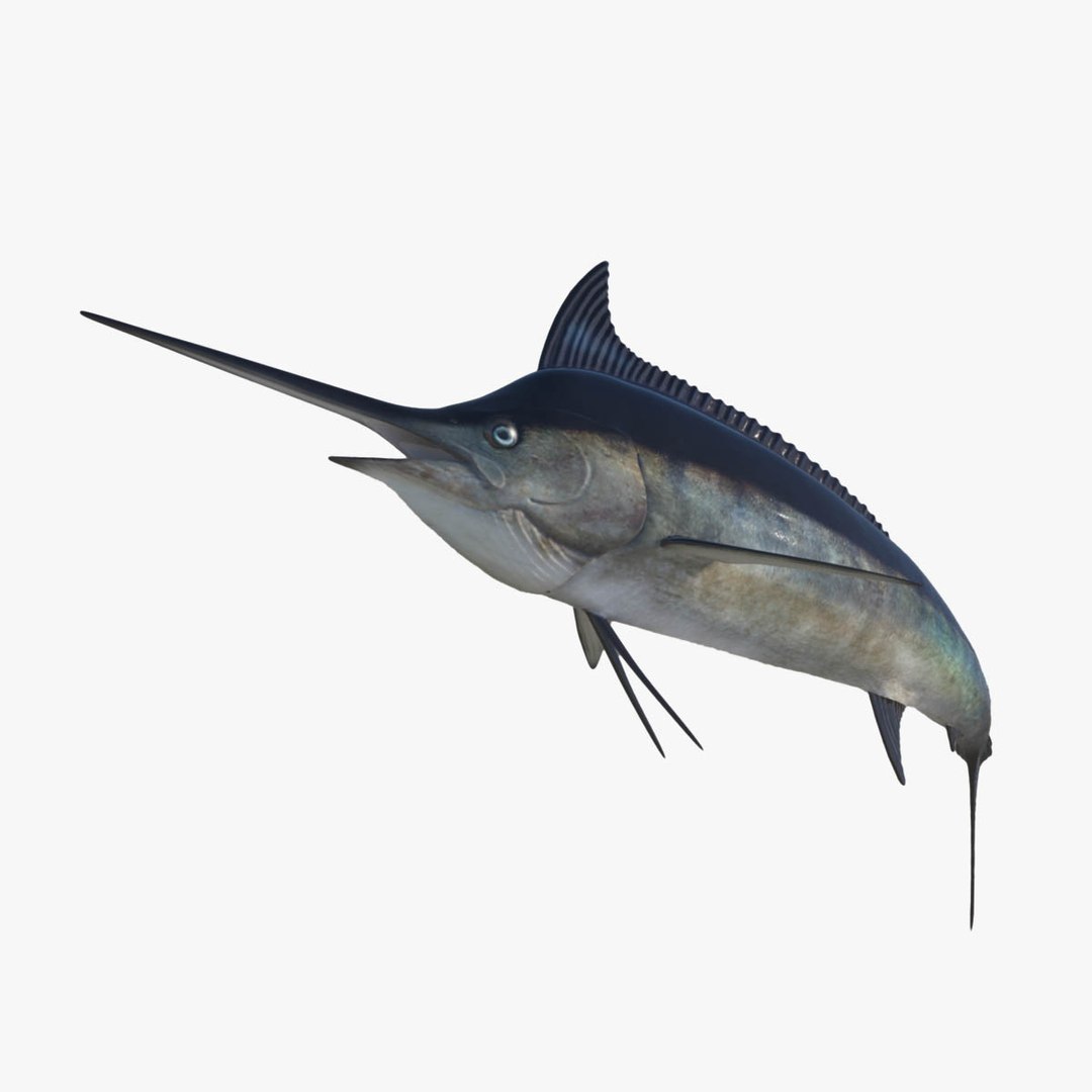 3D model big marlin tuna https://p.turbosquid.com/ts-thumb/on/ItcFXm/TAo4u49N/marlin20/jpg/1531690709/1920x1080/fit_q87/76e80511c1fd6f56a4d01580e62ceda53ac4c959/marlin20.jpg