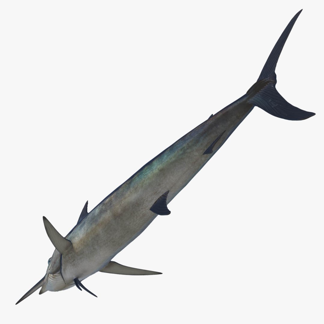 3D model big marlin tuna https://p.turbosquid.com/ts-thumb/on/ItcFXm/VVEs0fJ6/marlin14/jpg/1531690603/1920x1080/fit_q87/eabcae6f57578118f42b69fed2c35d5355e47ca2/marlin14.jpg