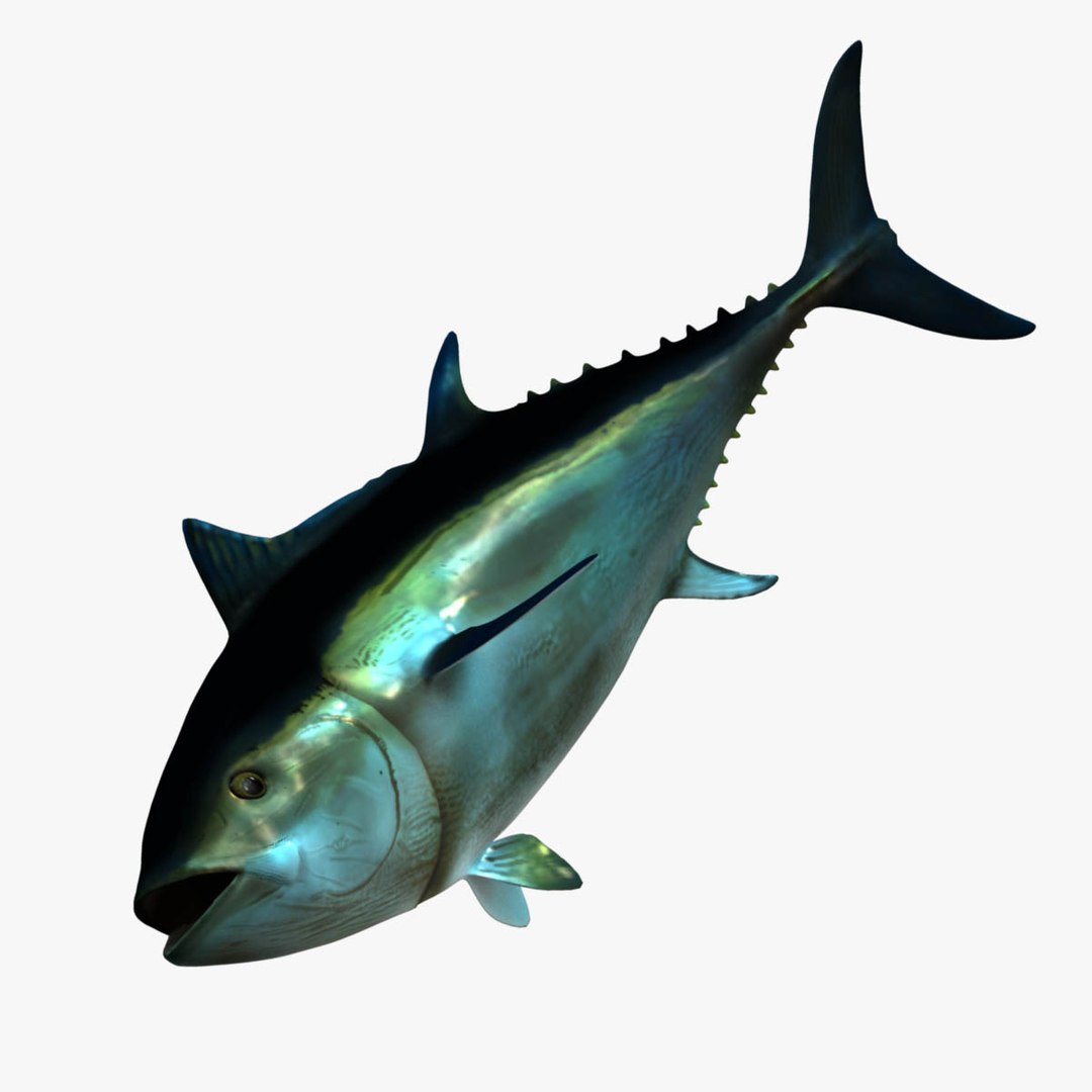 3D model big marlin tuna https://p.turbosquid.com/ts-thumb/on/ItcFXm/W3LtSeLX/bluefin2/jpg/1531691517/1920x1080/fit_q87/59de003a23cad19b40731613f490efd2f8f50f17/bluefin2.jpg
