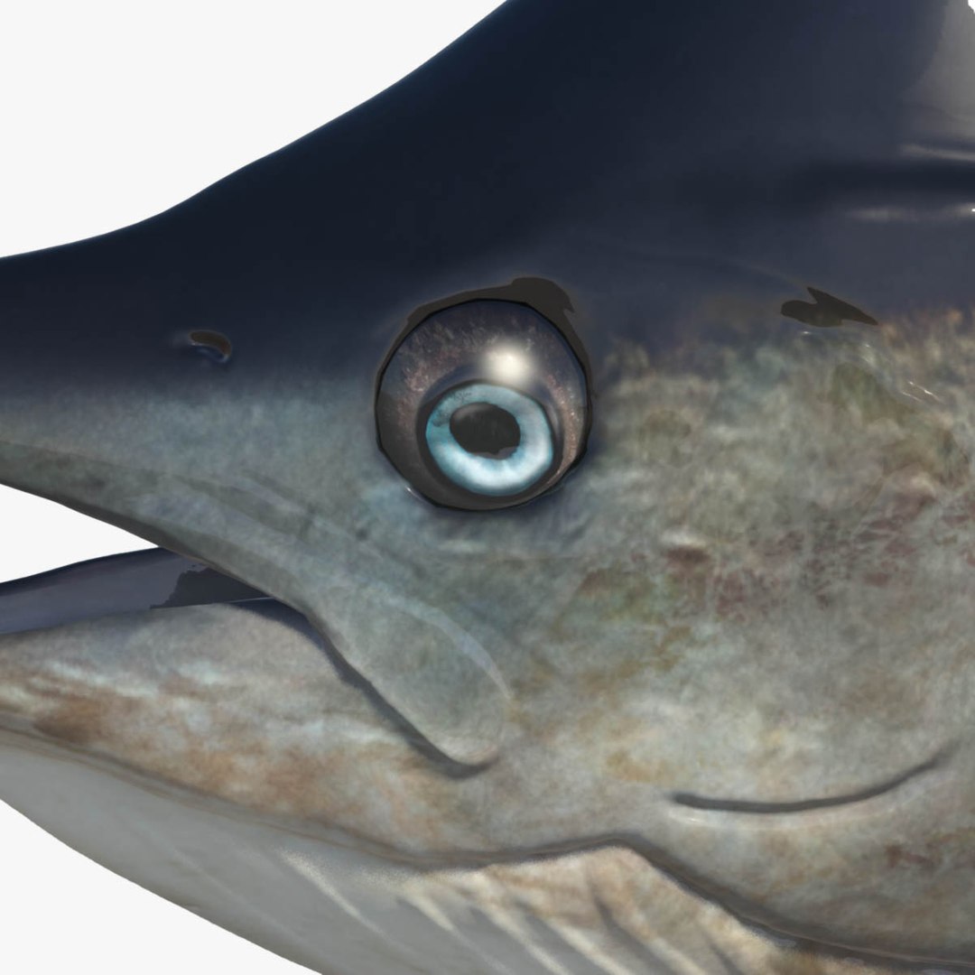3D model big marlin tuna https://p.turbosquid.com/ts-thumb/on/ItcFXm/bhXhyOrr/marlin17/jpg/1531690659/1920x1080/fit_q87/23895742dfb47f1d11775b00c5188a37dd39422b/marlin17.jpg