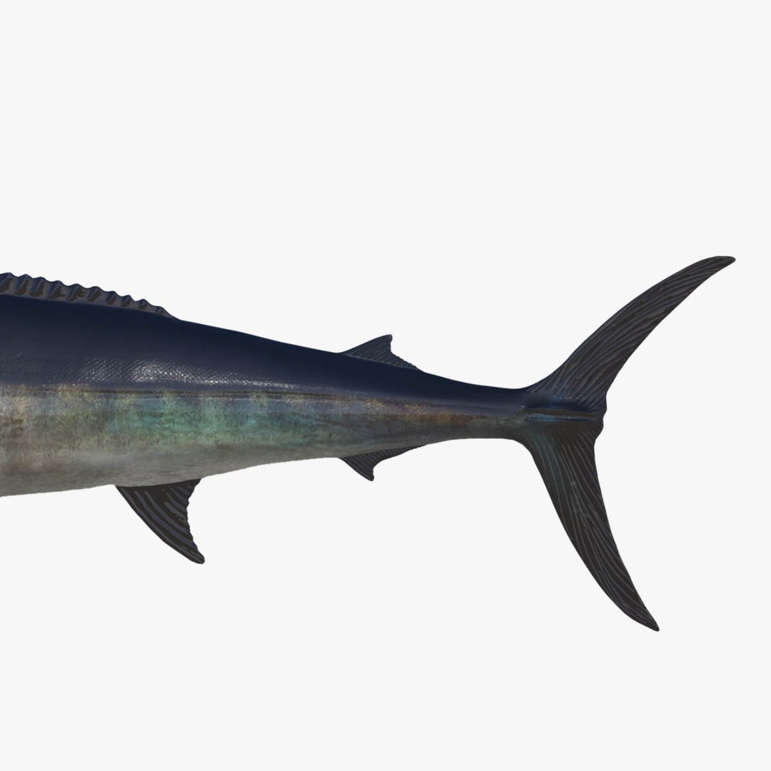 3D model big marlin tuna https://p.turbosquid.com/ts-thumb/on/ItcFXm/d3hGj747/marlin9/jpg/1531690494/1920x1080/fit_q87/27735ea804f037135dcf30c9990460685a1e9ec6/marlin9.jpg