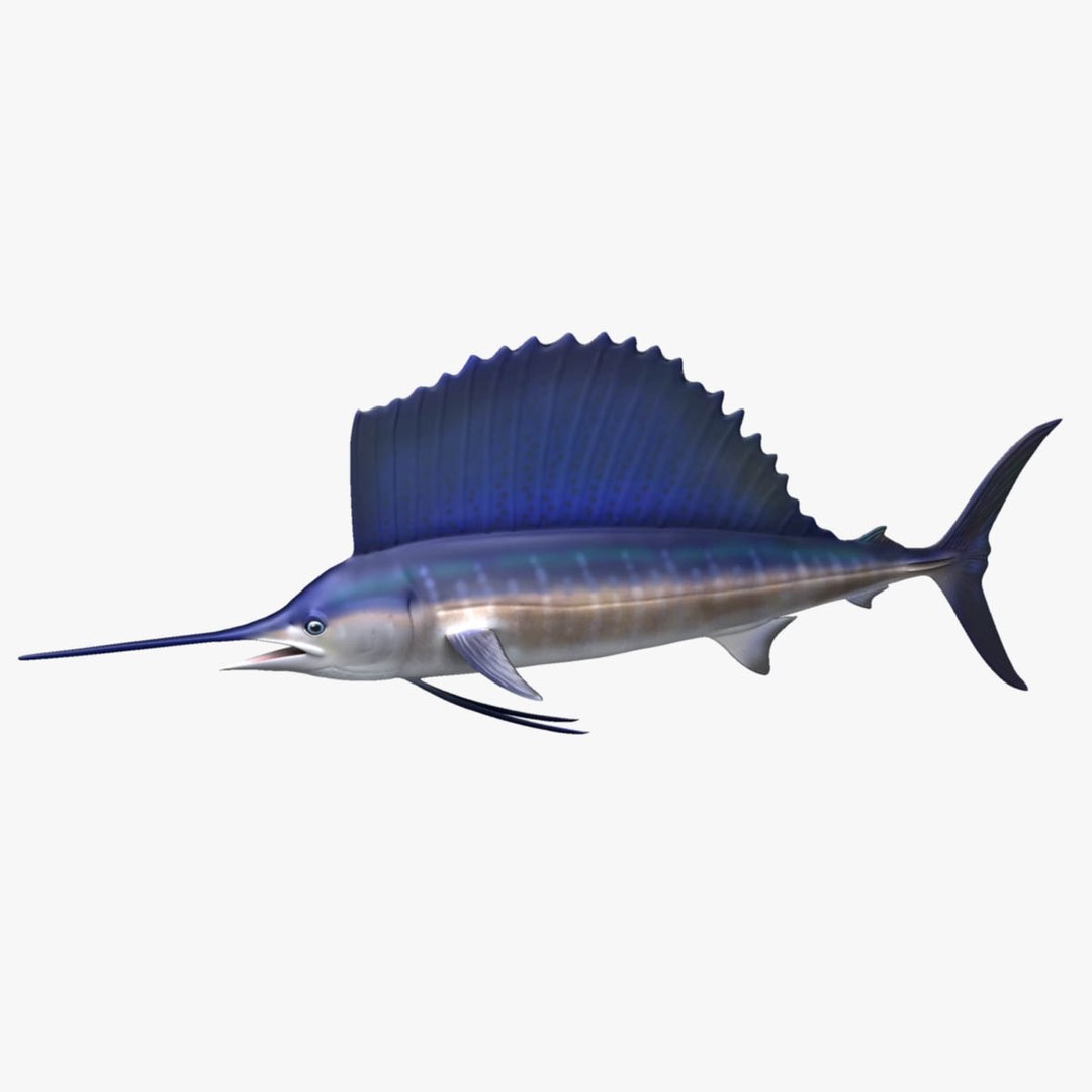 3D model big marlin tuna https://p.turbosquid.com/ts-thumb/on/ItcFXm/evXJraR8/sailfish2/jpg/1531690835/1920x1080/fit_q87/6a81c7329d5b2f3c9264d1a893d649fce3a93592/sailfish2.jpg
