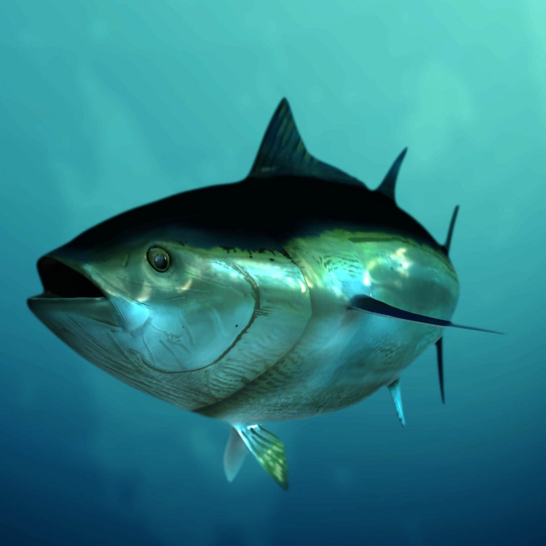 3D model big marlin tuna https://p.turbosquid.com/ts-thumb/on/ItcFXm/gWAtCFmI/bluefin_water1/jpg/1531691583/1920x1080/fit_q87/0d8a18291c09459072e20c31e3330f74b5078f10/bluefin_water1.jpg