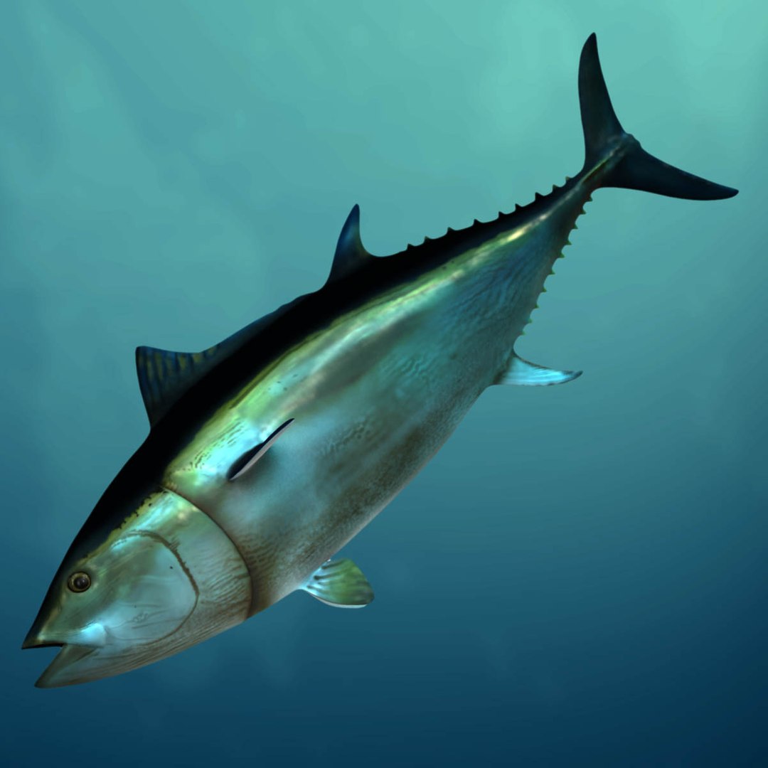 3D model big marlin tuna https://p.turbosquid.com/ts-thumb/on/ItcFXm/gZCBdCEs/bluefin_water/jpg/1531691533/1920x1080/fit_q87/45fe24bc3e4c8bcc230554c09572931f8ff2fb2a/bluefin_water.jpg
