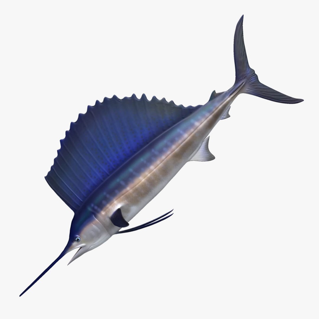 3D model big marlin tuna https://p.turbosquid.com/ts-thumb/on/ItcFXm/iMEJd3BD/sailfish1/jpg/1531690813/1920x1080/fit_q87/11e127e6034c50fb0e9486dcdd9f9367cc803ae0/sailfish1.jpg