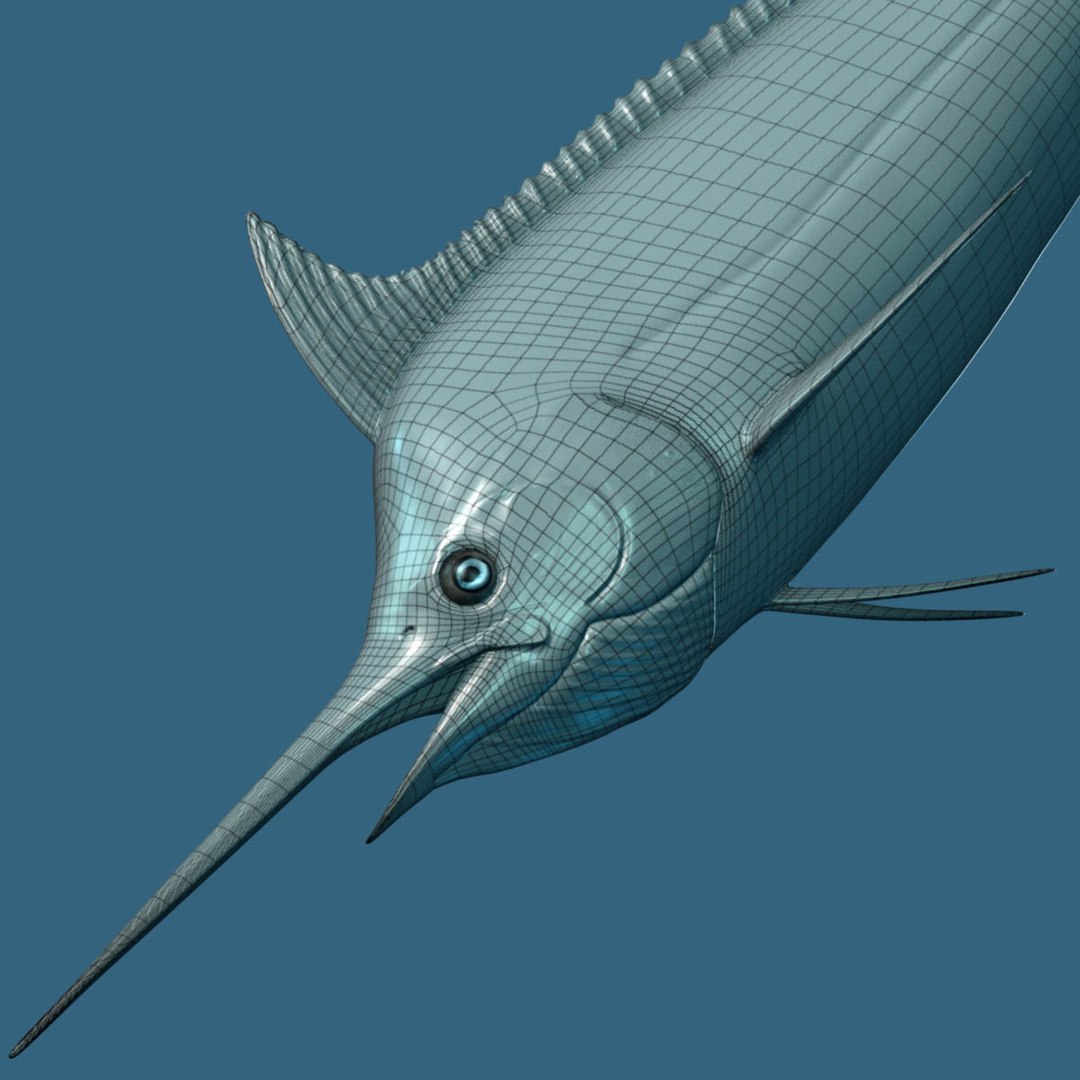 3D model big marlin tuna https://p.turbosquid.com/ts-thumb/on/ItcFXm/jjhNqJCJ/marlin1/jpg/1531690306/1920x1080/fit_q87/257fea46fa9df409c693c70861c47a4b3d377142/marlin1.jpg