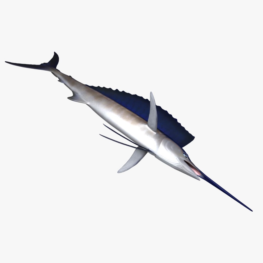 3D model big marlin tuna https://p.turbosquid.com/ts-thumb/on/ItcFXm/kwNeWGgT/sailfish4/jpg/1531690860/1920x1080/fit_q87/02ba6fbe50783e03abc1e209bbbe06d3d2073bc5/sailfish4.jpg