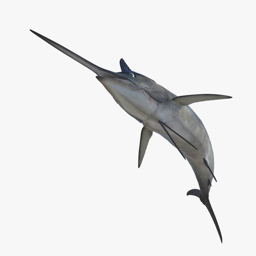 3D model big marlin tuna https://p.turbosquid.com/ts-thumb/on/ItcFXm/oU70e5ih/marlin18/jpg/1531690676/1920x1080/fit_q87/6d36bdb84302dd9f1b3c3663a57da1e16826cb17/marlin18.jpg