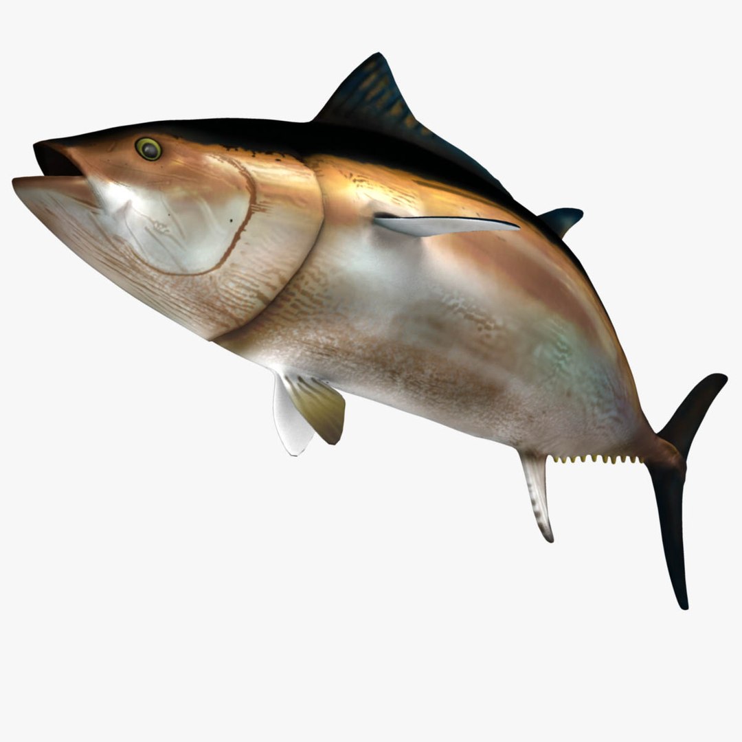 3D model big marlin tuna https://p.turbosquid.com/ts-thumb/on/ItcFXm/w6YZxLHy/bluefin11/jpg/1531691729/1920x1080/fit_q87/da645303088ef2a785b93670c65f8ac899200970/bluefin11.jpg