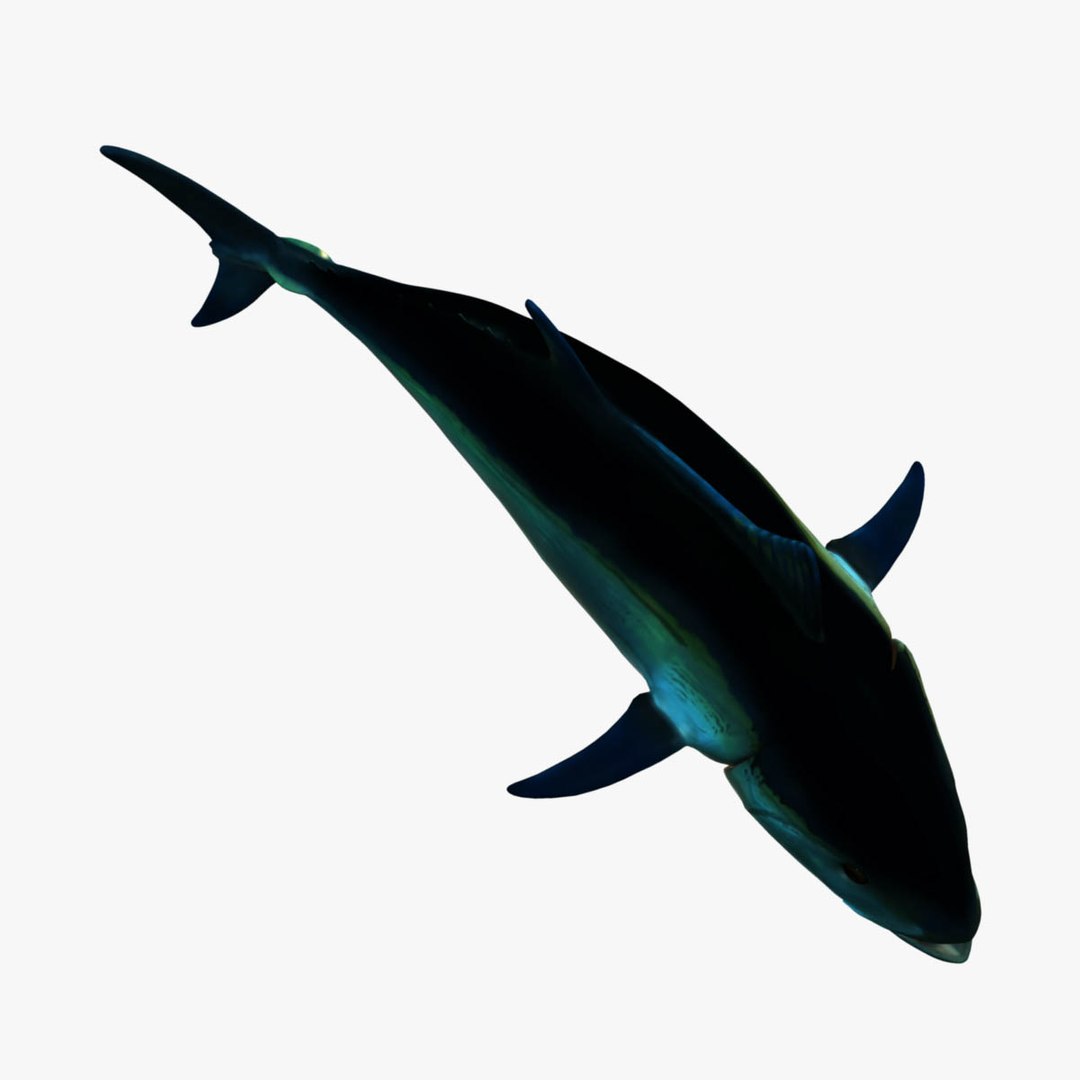 3D model big marlin tuna https://p.turbosquid.com/ts-thumb/on/ItcFXm/xKNzPNwC/bluefin3/jpg/1531691547/1920x1080/fit_q87/cc531e7f866aa7f4b5f3cac9cbbbf7a5354ae93c/bluefin3.jpg