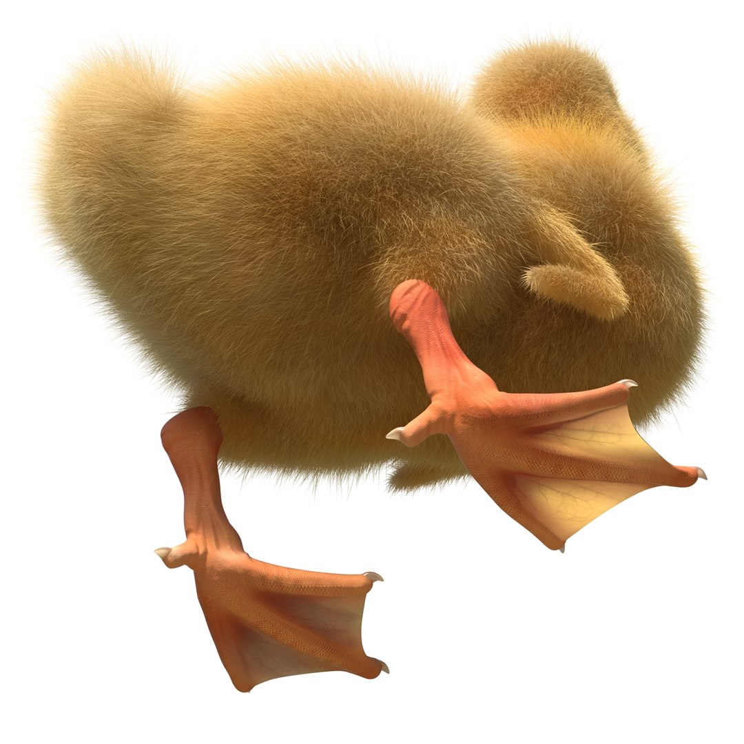 3d duckling pose 3