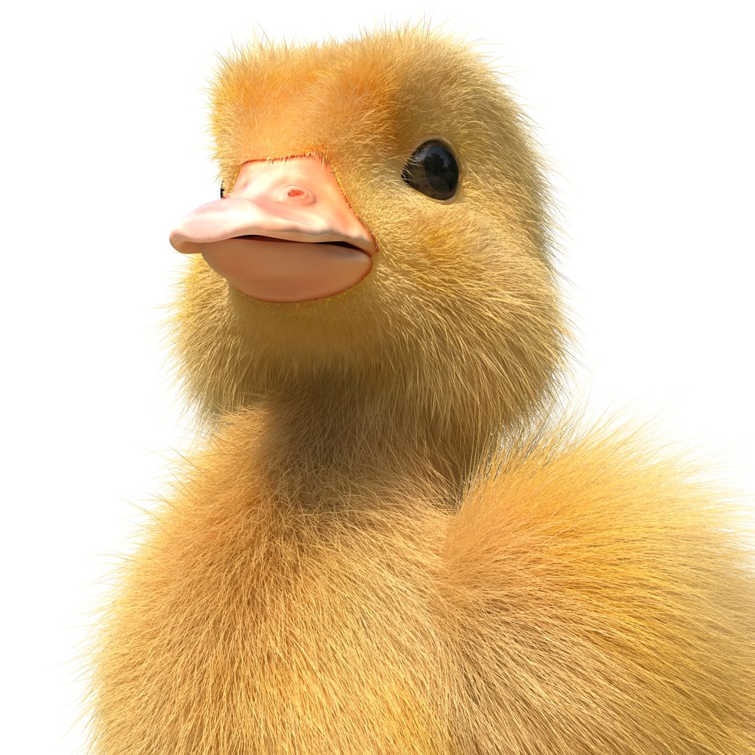 3d duckling pose 3