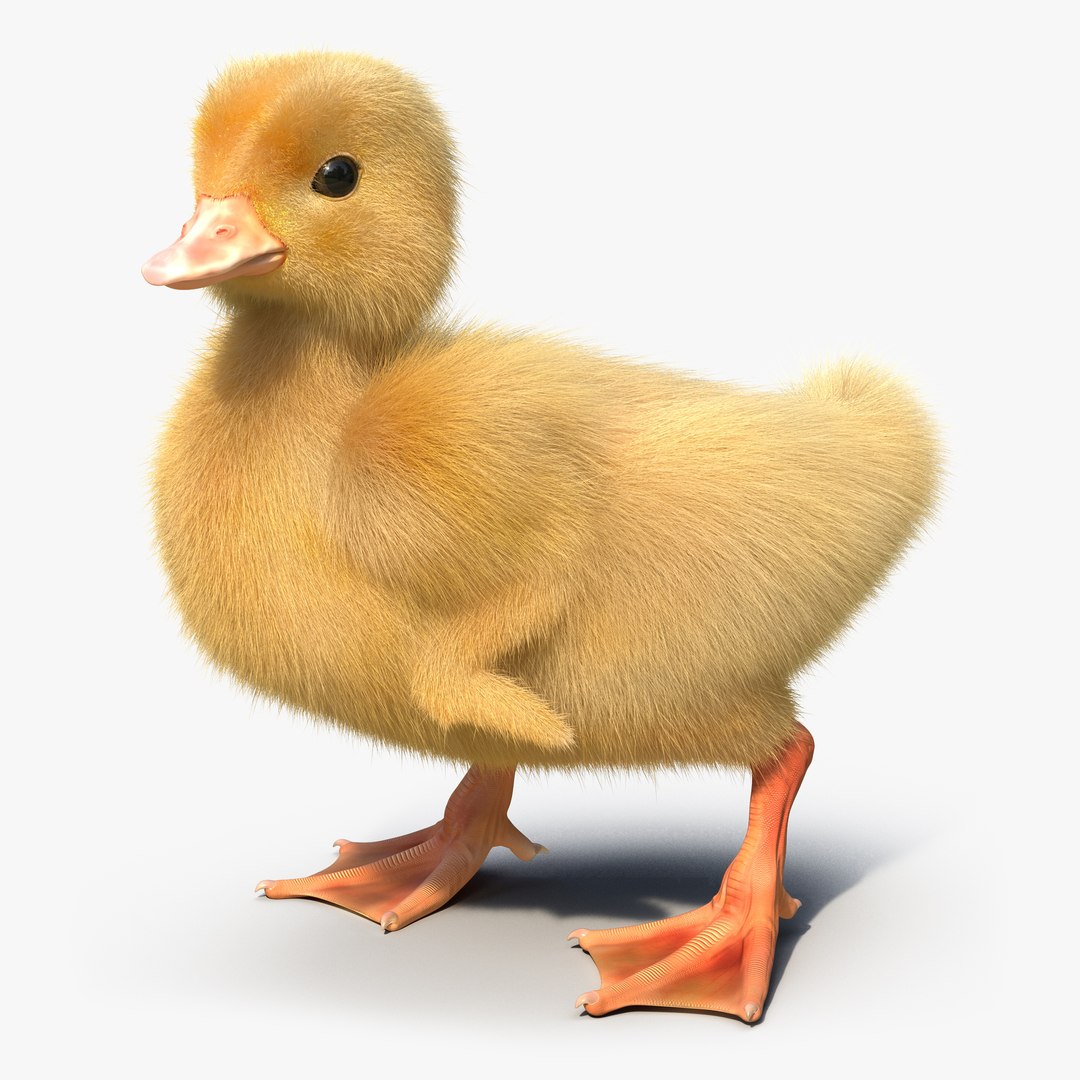 Duckling Pose 3 3D Model 3D model preview