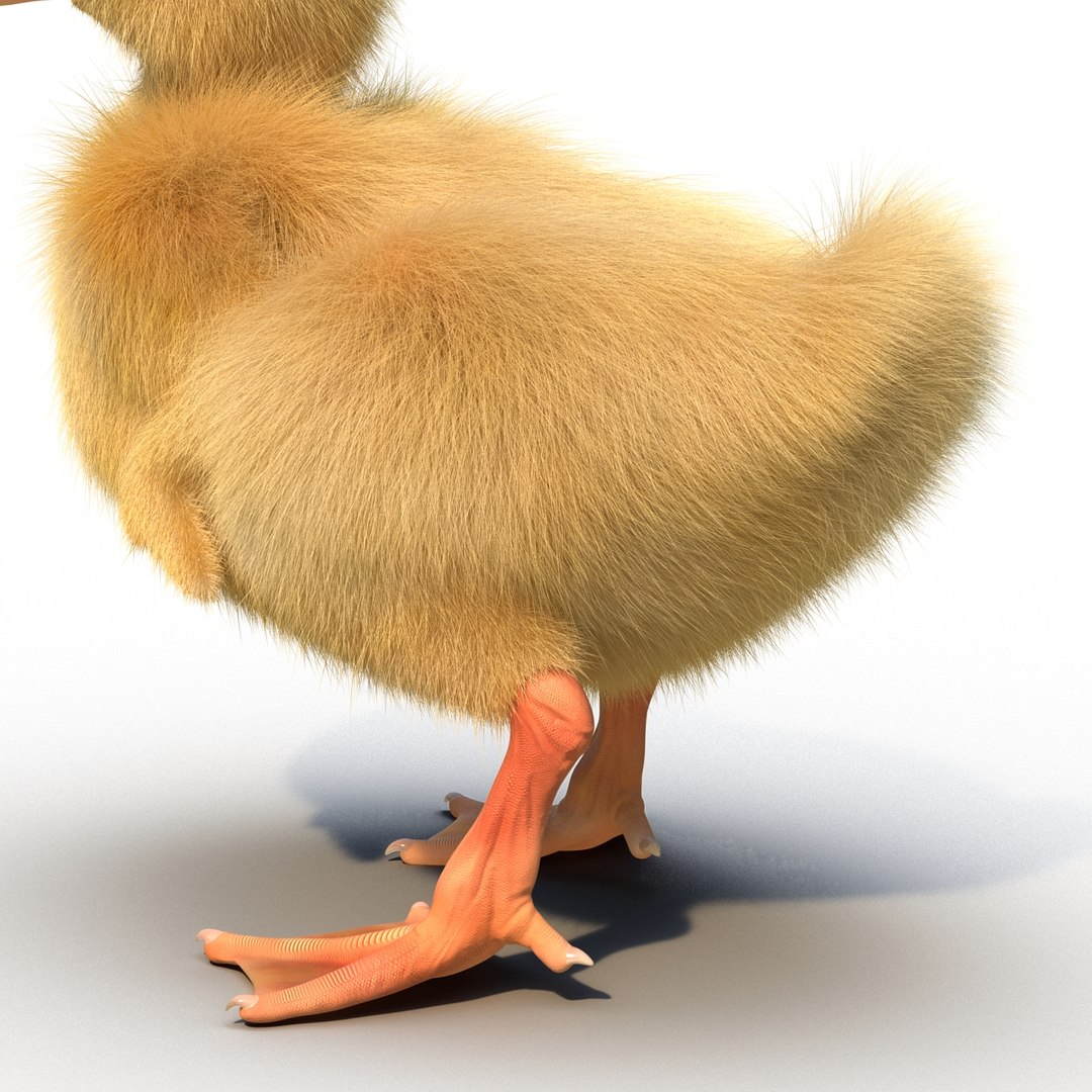 3d duckling pose 3