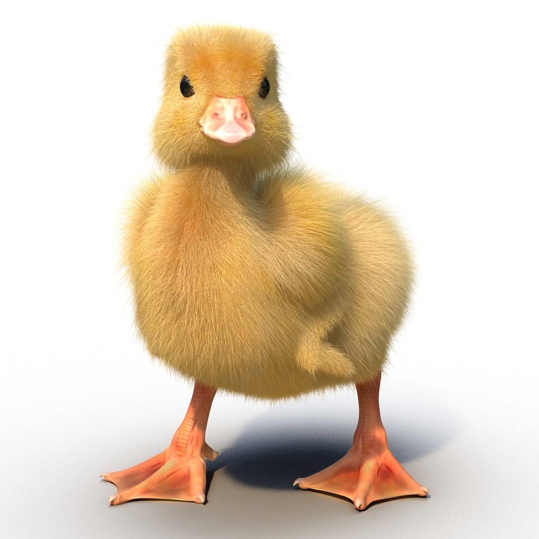 3d duckling pose 3