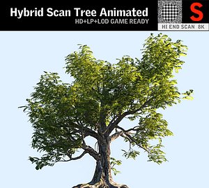 Acacia Tree Animated