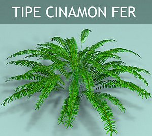 3d home fer plants