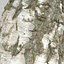 obj tree bark
