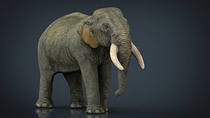 asian elephant mother max