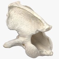 Real French Bulldog Second Neck Vertebrae