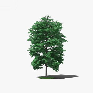 pecan tree 3D model