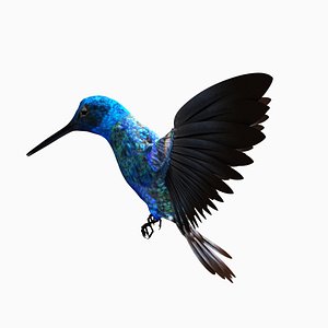 hummingbird