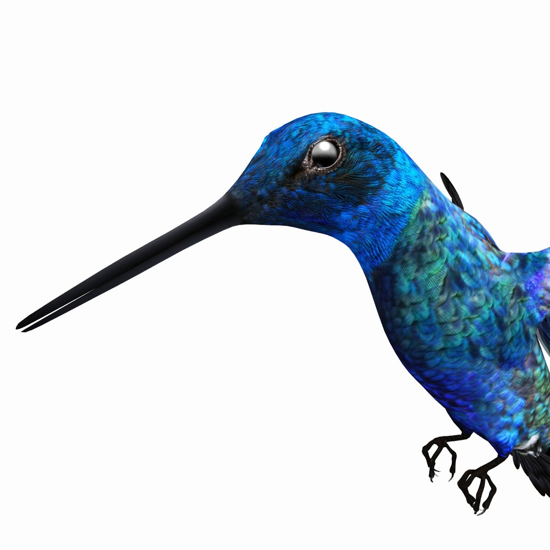 Obj Hummingbird Bird Humming